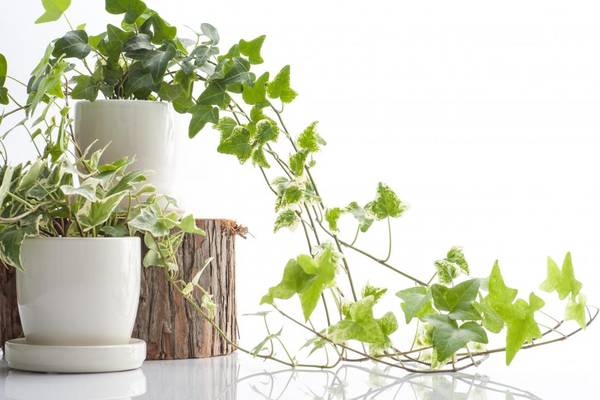 Ivy Plants Against White Background