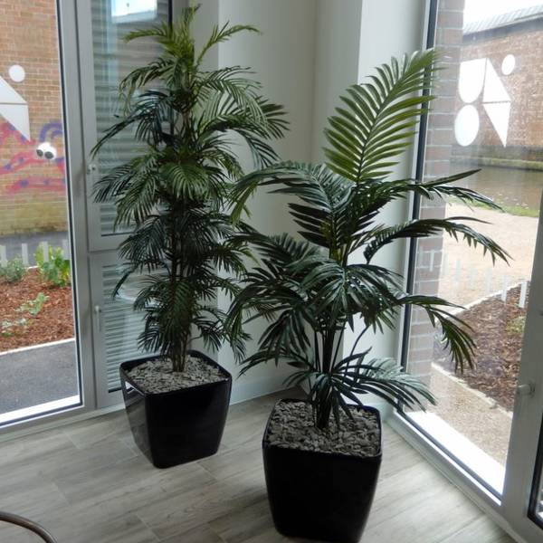 Artificial Palm Plants for offices, Hotels & Restaurants in Birmingham and the West Midlands