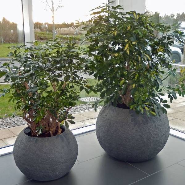 Rocky Office Plant Displays with Schefflera Gold Capella Branched plants