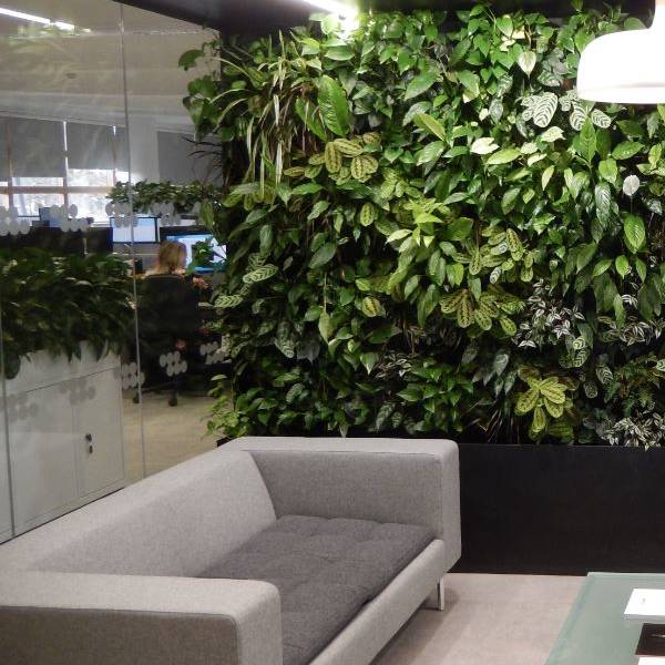 Bringing the outside in with a live plants Greenwall in a West Midlands office Breakout Area